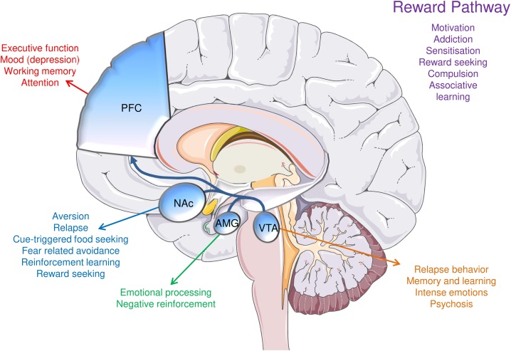 The impact of sugar consumption on stress driven, emotional and addictive  behaviors - ScienceDirect