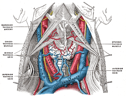 Internal jugular vein - Wikipedia