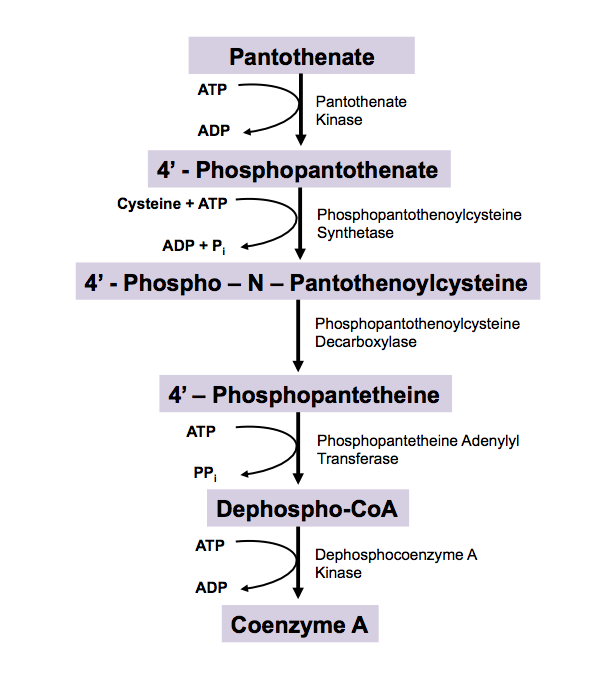 https://upload.wikimedia.org/wikipedia/commons/6/6f/CoA_Biosynthetic_Pathway.png