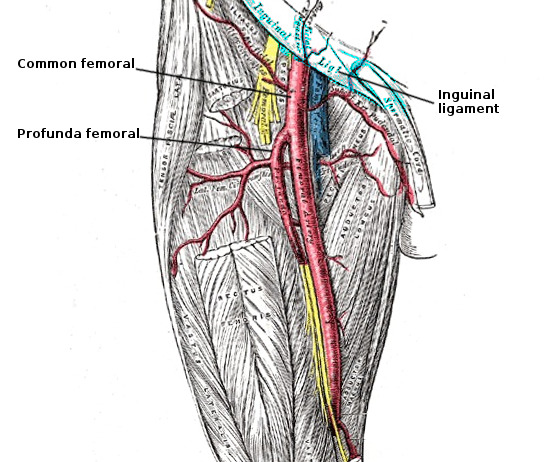 Figure, Femoral artery anatomy. Image courtesy S Bhimji ...