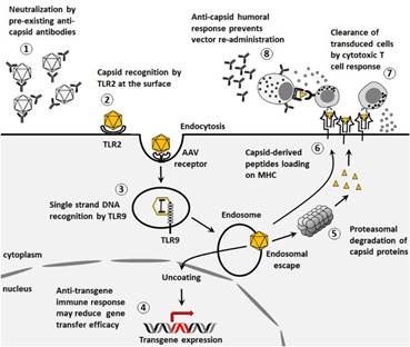Frontiers | Human Immune Responses to Adeno-Associated Virus (AAV) Vectors
