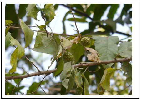 Rudraksha Elaeocarpus Ganitrus Roxb From Divine Miracles To 