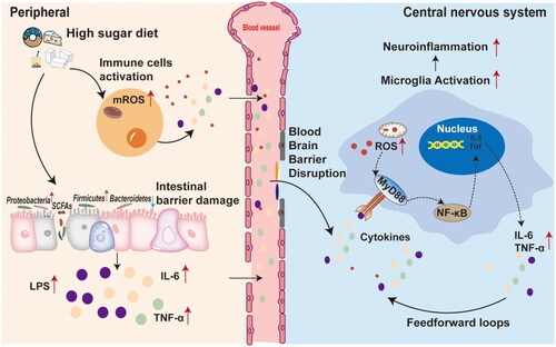 Full article: The impact of high-sugar diets on central nervous system  disorders: mechanisms, pathogenesis, and dietary implication