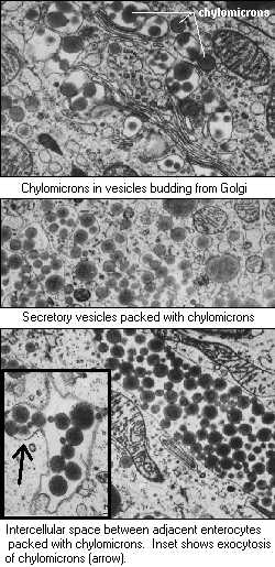 http://www.vivo.colostate.edu/hbooks/pathphys/digestion/smallgut/chylomicrons.jpg